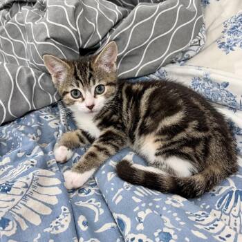 Glimmer -  Domestic Short Hair Cat for Adoption in Mastic, New York - Glimmer | PetCurious