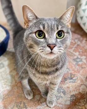 Tid Bit -  Domestic Short Hair Cat for Adoption in Rixeyville, Virginia - Tid Bit | PetCurious