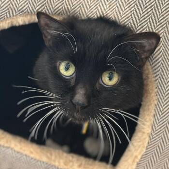 Domestic Short Hair Cats Available for Adoption - Clemente | PetCurious