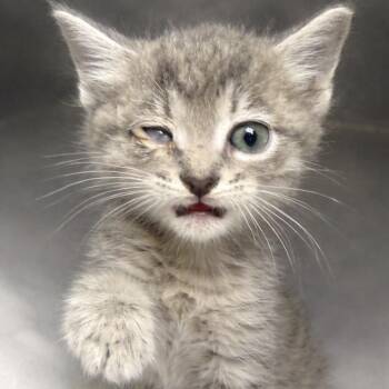 Domestic Short Hair Cats Available for Adoption in Blairsville, Georgia - Greybie | PetCurious