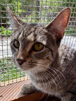 Domestic Short Hair Cats Available for Adoption in Cincinnati, Ohio - Chatterbox | PetCurious