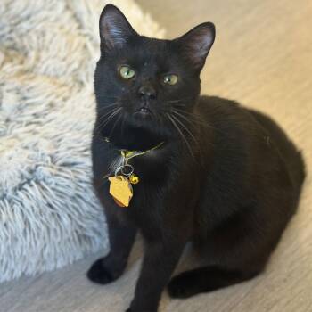 Domestic Short Hair Cats Available for Adoption - Heath | PetCurious