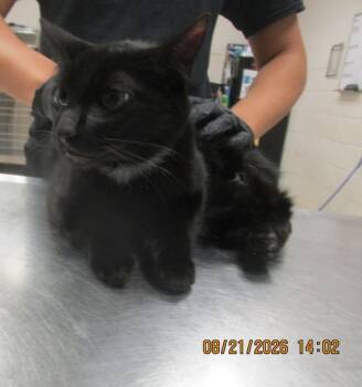 Vader(622) -  Domestic Short Hair Cat for Adoption in Marietta, Georgia - Vader(622) | PetCurious