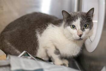 Domestic Medium Hair Cats Available for Adoption in Charlotte, North Carolina - MAXI | PetCurious