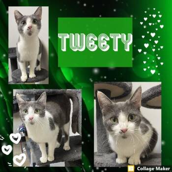 Tweety -  Domestic Short Hair Cat for Adoption in Clearfield, Pennsylvania - Tweety | PetCurious