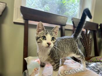 Trixie -  American Shorthair Cat for Adoption in Yellville, Arkansas - Trixie | PetCurious