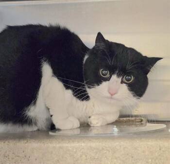 DOUBLE STUFFED -  Domestic Medium Hair and Domestic Short Hair Cat for Adoption in Anchorage, Alaska - DOUBLE STUFFED | PetCurious