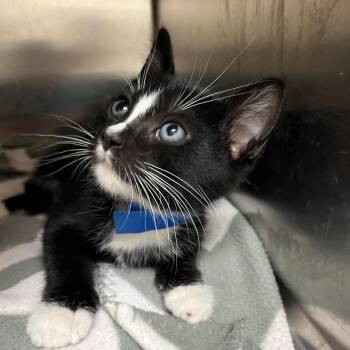 Bubbly -  Domestic Short Hair Cat for Adoption in Lakeland, Florida - Bubbly | PetCurious
