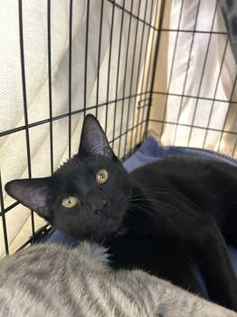 Rescue Domestic Short Hair Cats for Adoption - Maharanee | PetCurious