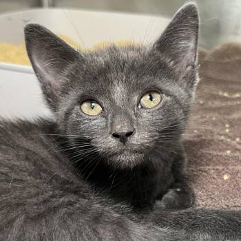 Olaf -  Domestic Short Hair Cat for Adoption in Palm Springs, California - Olaf | PetCurious
