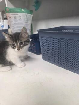 Domestic Short Hair Cats Available for Adoption in Troy, Ohio - Lena | PetCurious