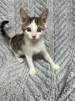 Zazu ( Must adopt with littermate) -  Domestic Short Hair Cat for Adoption in Neillsville, Wisconsin - Zazu ( Must Adopt With Littermate) | PetCurious