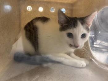 Dojo -  Domestic Short Hair Cat for Adoption in New York, New York - Dojo | PetCurious