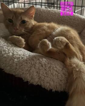 Rescue Tabby Cats for Adoption in Vancouver, British Columbia - Morton | PetCurious