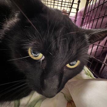 Elliot Stabler -  Domestic Short Hair Cat for Adoption in Chicago, Illinois - Elliot Stabler | PetCurious