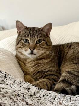 Domestic Short Hair Cats Available for Adoption in New York, New York - Cooper | PetCurious