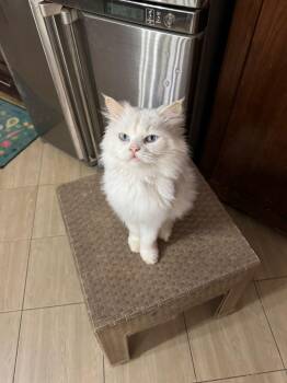 Rescue Maine Coon and Ragdoll Cats for Adoption in Brampton, Ontario - Walter | PetCurious