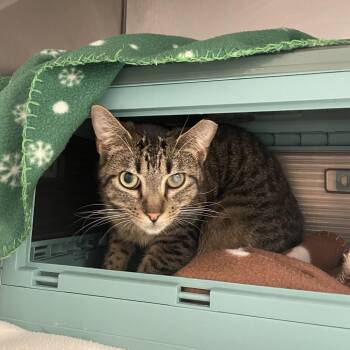 Domestic Short Hair Cats Available for Adoption in Edwardsville, Illinois - Apollo | PetCurious
