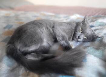 Silver -  Domestic Medium Hair and Russian Blue Cat for Adoption in San Juan, San Juan - Silver | PetCurious