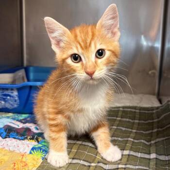 Gimlet -  Domestic Short Hair Cat for Adoption in Chehalis, Washington - Gimlet | PetCurious