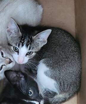JESSICA -  Domestic Medium Hair Cat for Adoption in Dallas, Texas - JESSICA | PetCurious