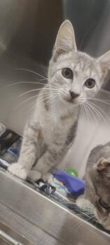 Pudding -  Domestic Short Hair Cat for Adoption in Labelle, Florida - Pudding | PetCurious