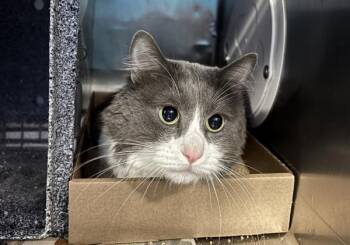 Domestic Short Hair Cats Available for Adoption in New York, New York - Dexter | PetCurious