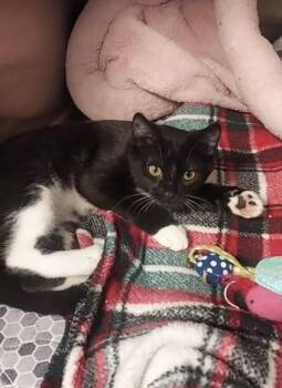 Rescue Domestic Short Hair Cats for Adoption in Libby, Montana - Rylee | PetCurious