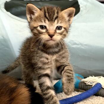 Domestic Short Hair Cats Available for Adoption in Long Beach, California - Puddin | PetCurious