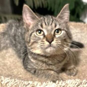 Rescue Bengal Cats for Adoption in Oakwood, Georgia - STUNNING SELENA - SWEET SOFTNESS! | PetCurious