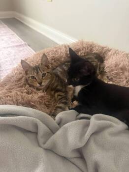Phoenix -  Domestic Short Hair Cat for Adoption in St. Cloud, Florida - Phoenix | PetCurious