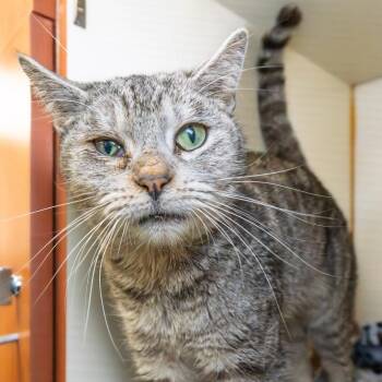 Domestic Short Hair Cats Available for Adoption in South Elgin, Illinois - Tiny | PetCurious