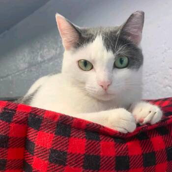 Ethel aka Carey -  Domestic Short Hair Cat for Adoption in Oceanside, New York - Ethel Aka Carey | PetCurious