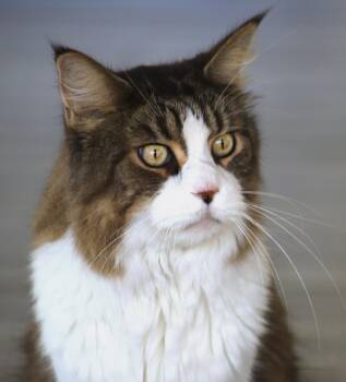 Scotty -  Maine Coon Cat for Adoption in North Fort Myers, Florida - Scotty | PetCurious
