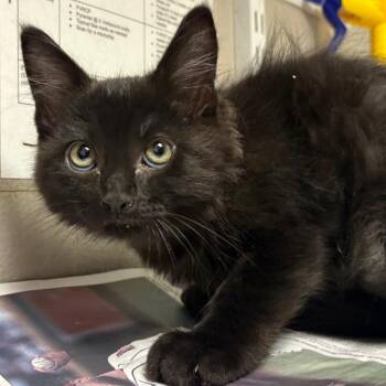 Babadook -  Domestic Short Hair Cat for Adoption in Yuma, Arizona - Babadook | PetCurious
