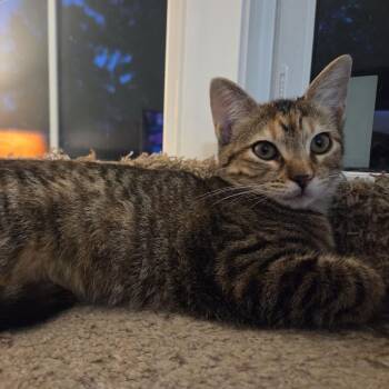 Doodie -  Domestic Short Hair Cat for Adoption in Columbia, Missouri - Doodie | PetCurious