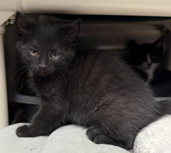 Domestic Short Hair Cats Available for Adoption - ABIGAIL | PetCurious