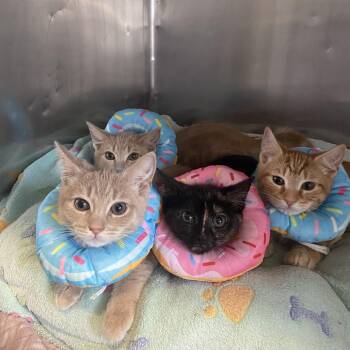 Domestic Short Hair Cats Available for Adoption - Twilight | PetCurious