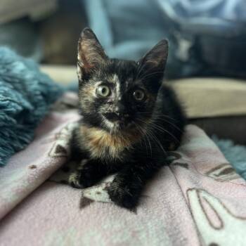 Luna -  Domestic Short Hair Cat for Adoption in Spokane, Washington - Luna | PetCurious