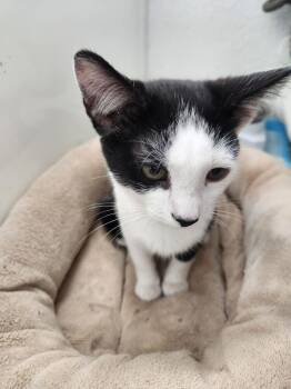 Domestic Short Hair Cats Available for Adoption - Jerry | PetCurious