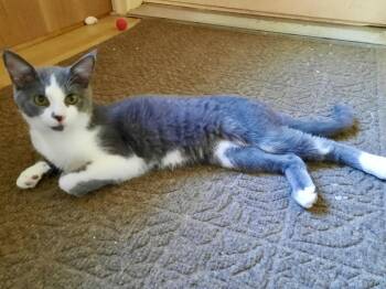 Rescue Domestic Short Hair Cats for Adoption in Scottsburg, Indiana - Lumpkin | PetCurious