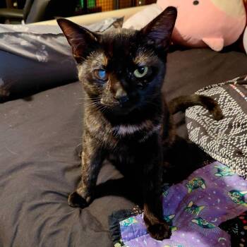 Blossom -  Domestic Short Hair Cat for Adoption in Libby, Montana - Blossom | PetCurious