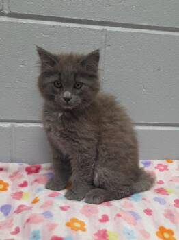 Larry -  Domestic Long Hair Cat for Adoption in Muskegon, Michigan - Larry | PetCurious