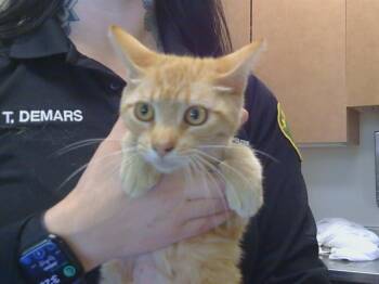BIANCA -  Domestic Short Hair Cat for Adoption in Sacramento, California - BIANCA | PetCurious