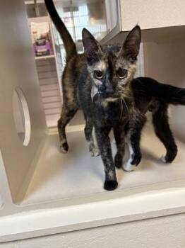 92955A Cleo -  Domestic Short Hair Cat for Adoption in North Charleston, South Carolina - 92955A Cleo | PetCurious