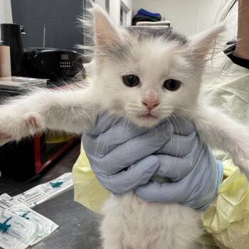 Detroit -  Domestic Long Hair Cat for Adoption in Pekin, Illinois - Detroit | PetCurious