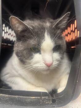 Cubby -  Domestic Short Hair Cat for Adoption in Greenfield, Indiana - Cubby | PetCurious