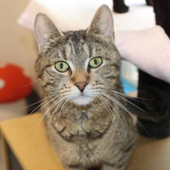 Elizabeth -  Domestic Short Hair Cat for Adoption in Port Washington, New York - Elizabeth | PetCurious