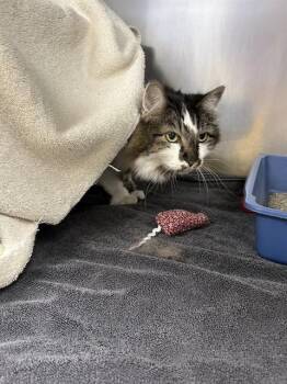 Rescue Domestic Long Hair and Domestic Short Hair Cats for Adoption in Omaha, Nebraska - JOEY | PetCurious