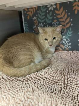 Puck -  Domestic Short Hair Cat for Adoption in Minot, North Dakota - Puck | PetCurious